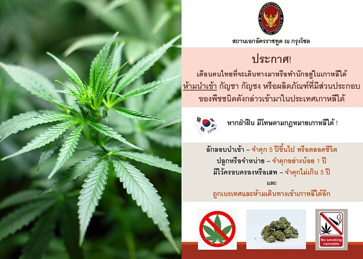 กัญชา-ห้ามเข้าเกาหลี