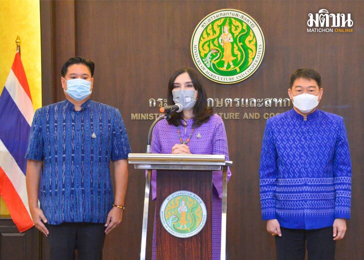 ขนาดเว็บเมล็ดพันธุ์