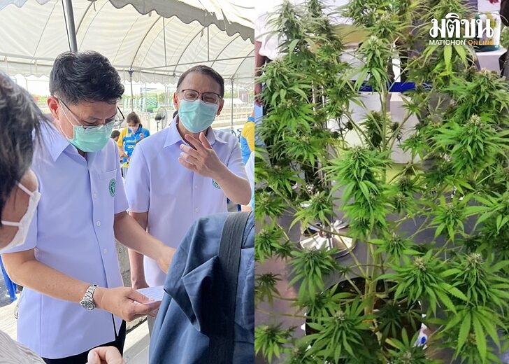 งานบุรีรัมย์-แจกต้นกัญชา