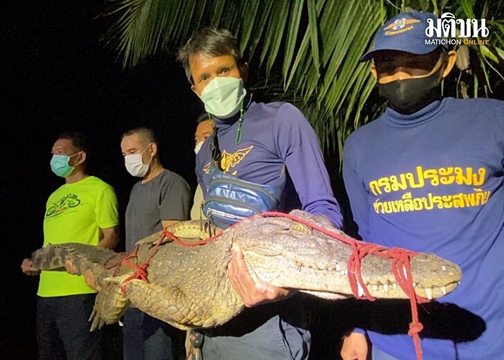 จับจระเข้