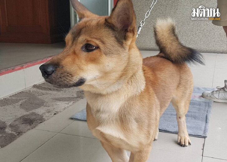 น้องทอง2