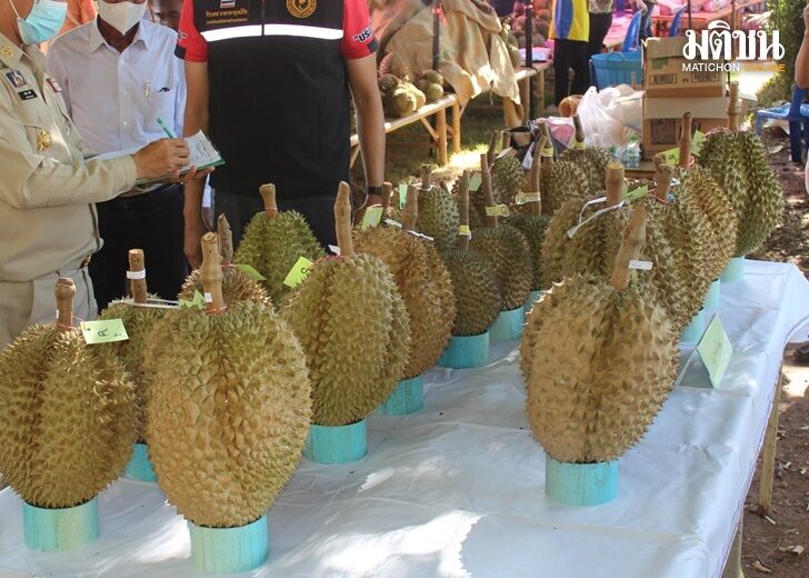 ปก-โคราช