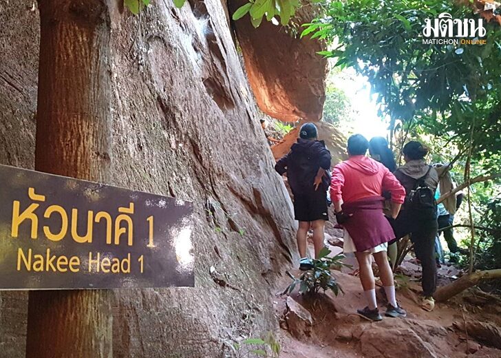 หัวนาคี1