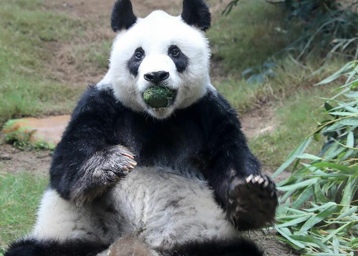 an-an-panda-hongkong-thempark