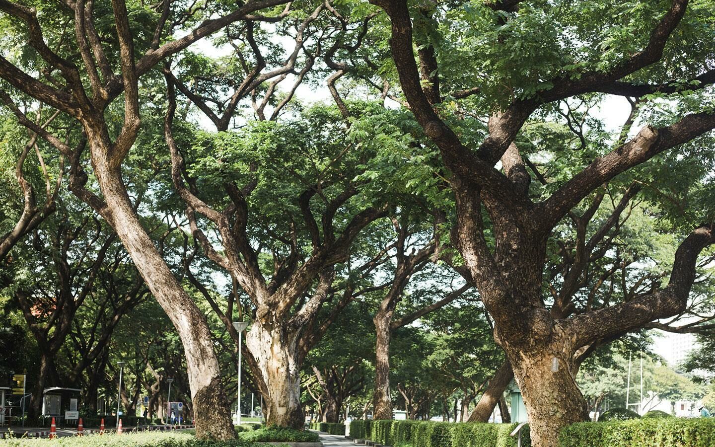 ต้นจามจุรีภายในจุฬาลงกรณ์มหาวิทยาลัย