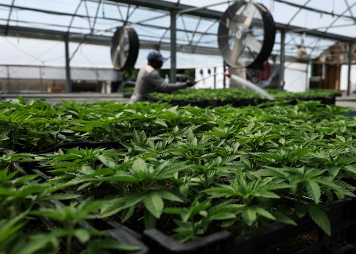 marijuana-new-york-plant-farm