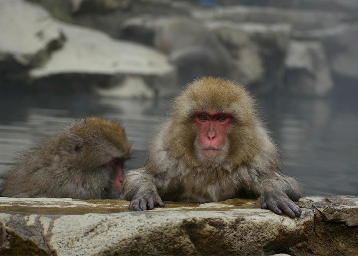 snow-monkey-japan-attack