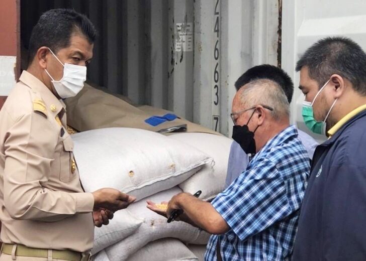 ตรวจข้าวโพด