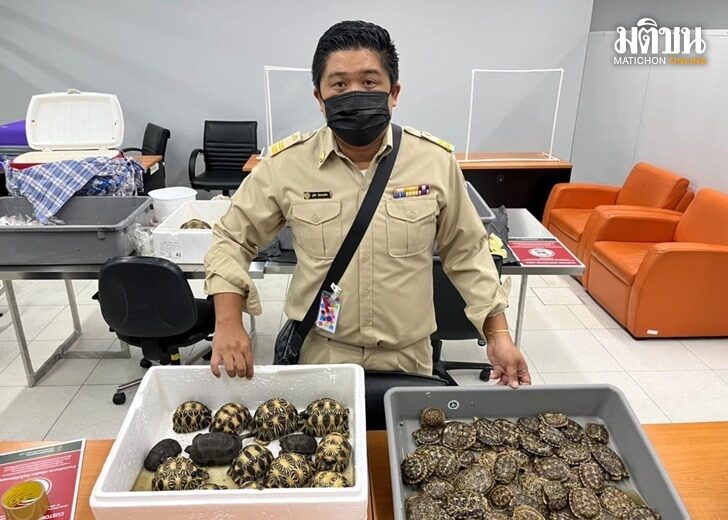 ปก-ขนเต่า