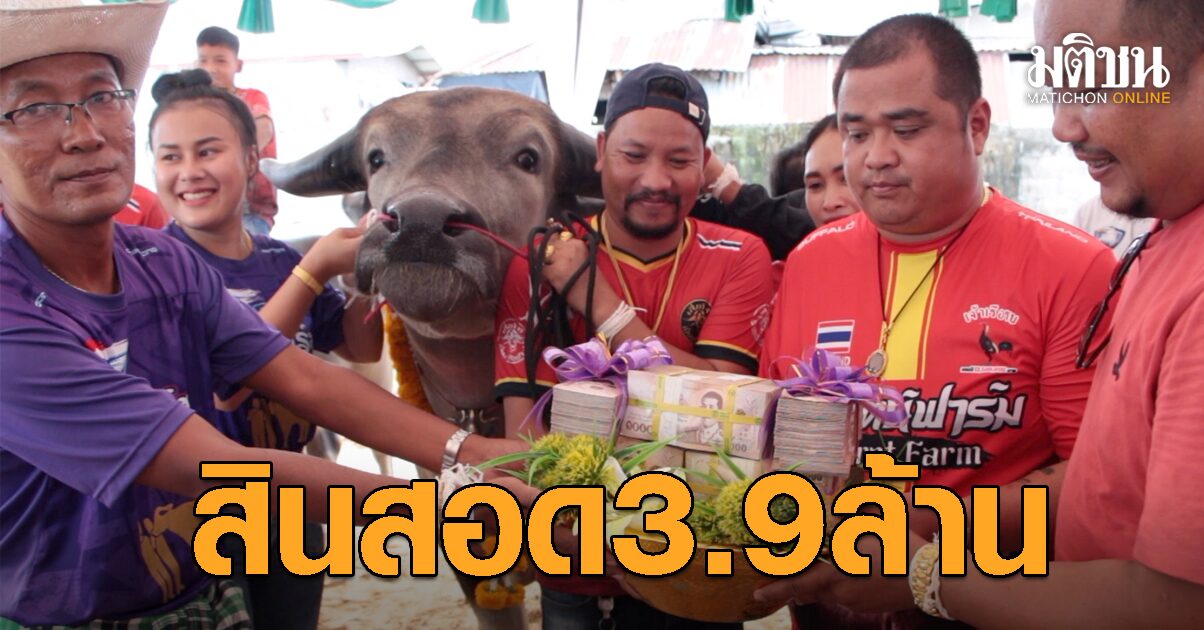 เสี่ยโคราช หอบสินสอด 3.9 ล้าน สู่ขอ ‘เจ้าบุญเติม’ ควายไทยแท้ ต่อยอดสายพันธุ์