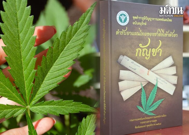 สกู๊ป-ตำรับยากัญชา