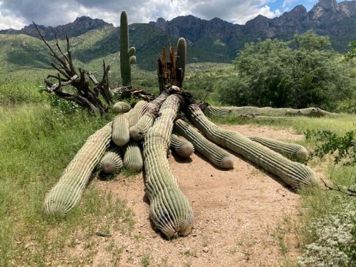US-NATURE-BOTANY