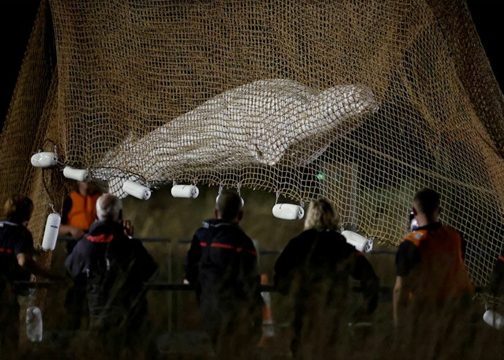 beluga-stray-france