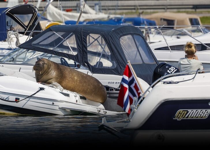 Norway Walrus Euthanized