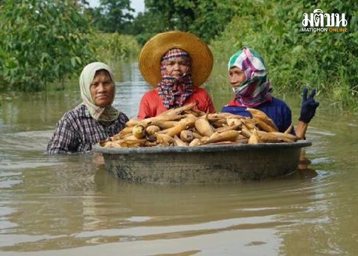 ปก-ข้าวโพด