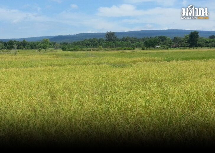 ภป.ยกระดับราคาข้า728