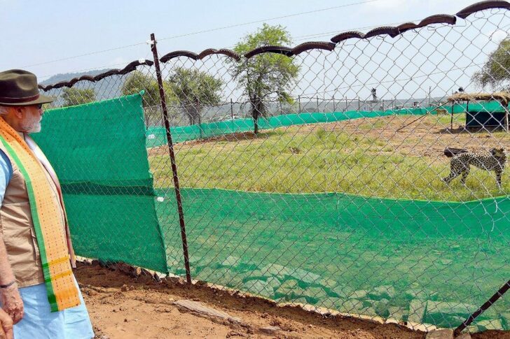 INDIA-NAMIBIA-ENVIRONMENT-ANIMAL-POLITICS-CHEETAH