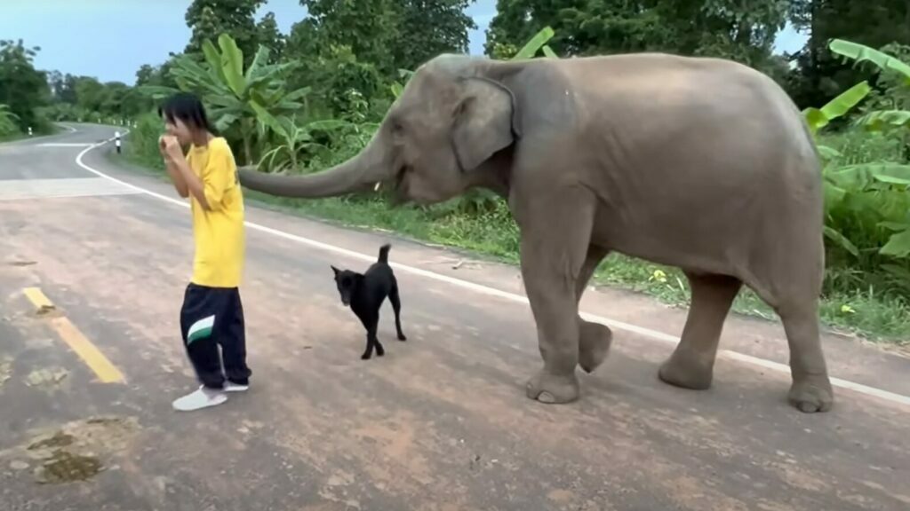 โซเชียลอาลัย 'น้องฟิล์ม' ตามส่งพ่อรับดวงวิญญาณกลับบ้าน อาเผย 'ช้างสุพรรษา'  ร้องรับรู้