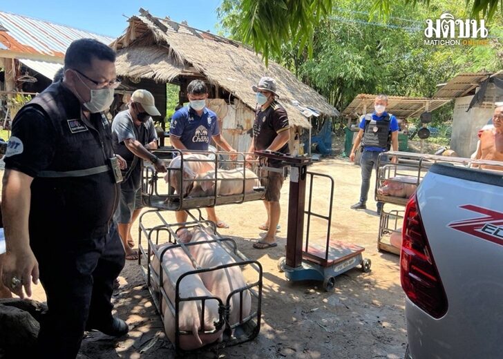 บุกจับแก๊งโกงตาชั่งรับซื้อหมู เกษตรกรสูญเงินนับหมื่น