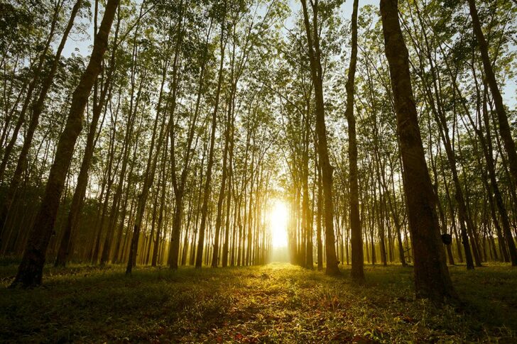 Rubber tree at sunrise in mist