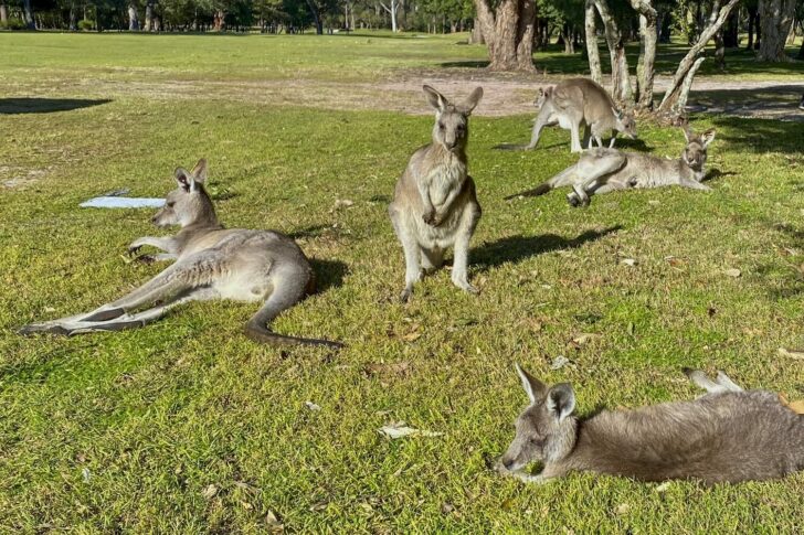 Australia Kangaroo Attack