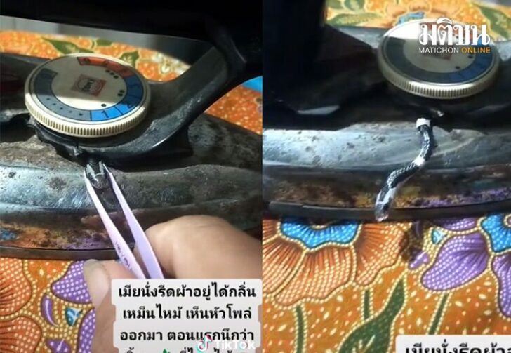 ขนาดเว็บงูไหม้025