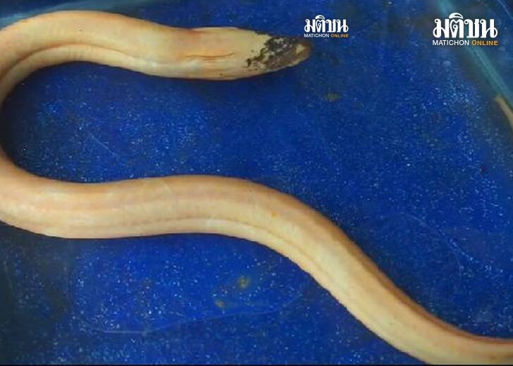 ปลาไหลสีทองมหาโชค2
