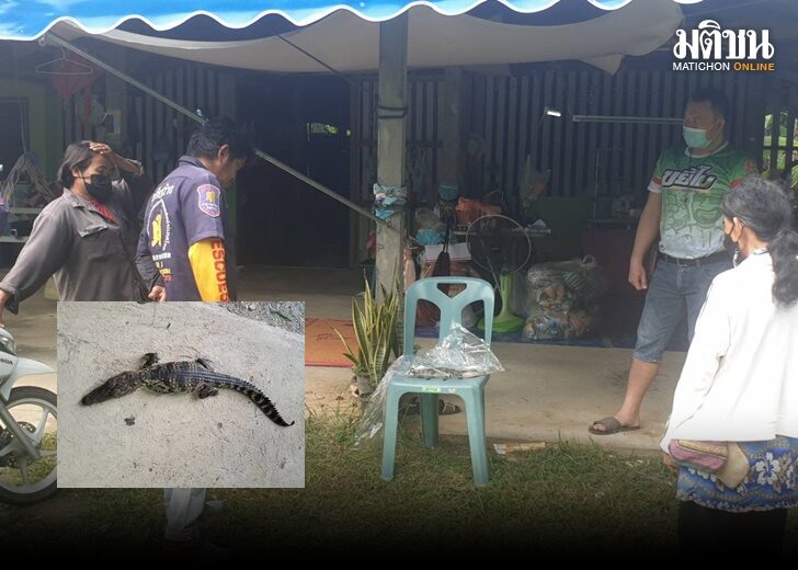 ลูกจระเข้ติดตะขัด2