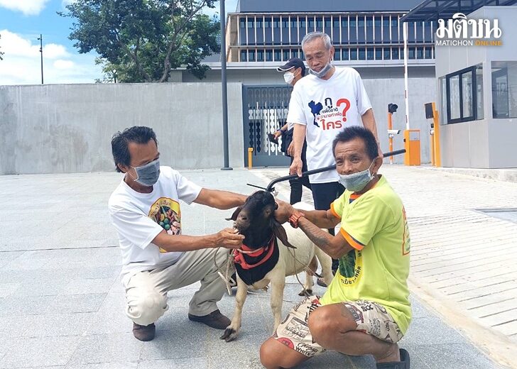 แพะหน้าสภา