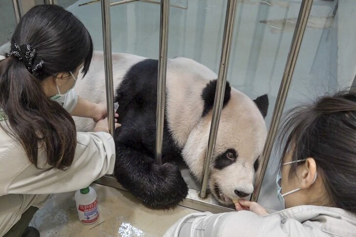 TAIWAN-CHINA-DIPLOMACY-ANIMAL