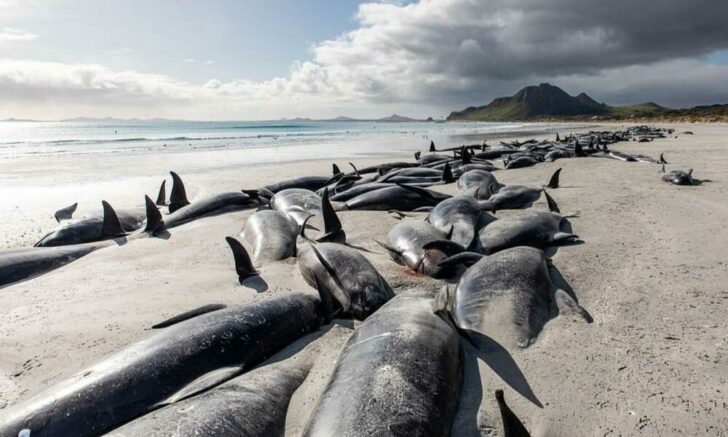 10072022PilotWhales