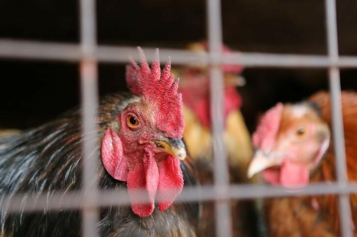 Chickens for sale are seen in a cage at Kibuye market in Uganda’s capital Kampala