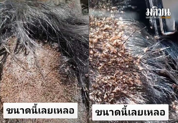 ขนาดเว็บเหาเต็มหัว1645