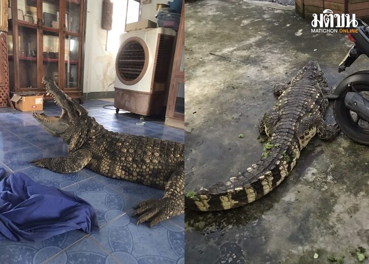 จระเข้3