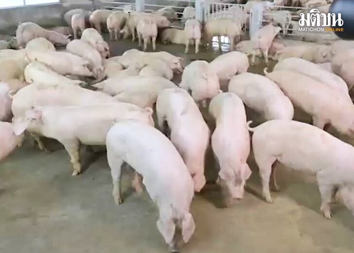 ปก-หมู
