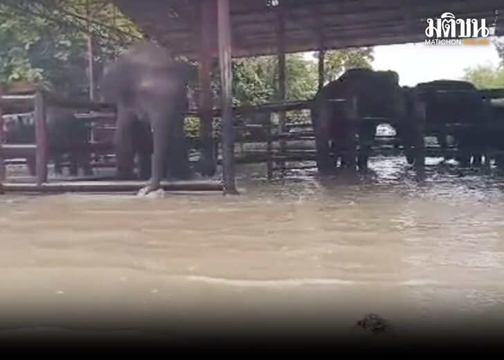 เร่งอพยพช้าง728