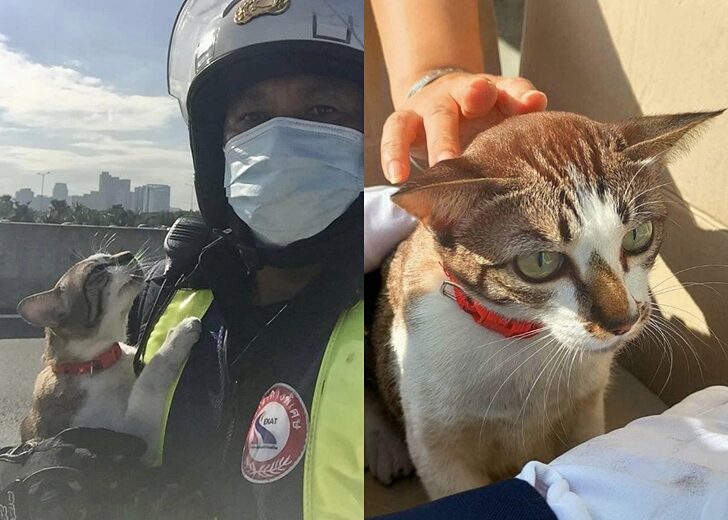 แมวร่วงบนทางด่วน28ตค
