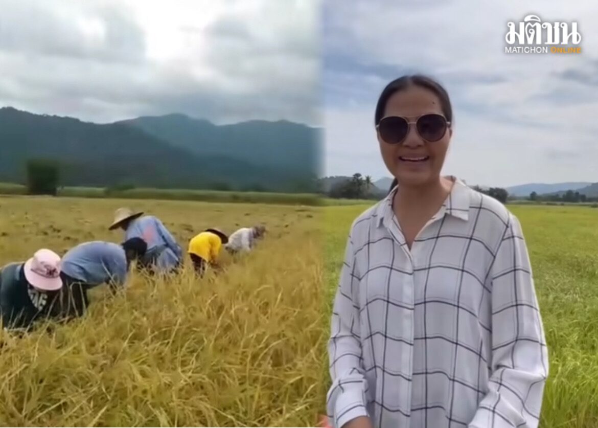‘สุนารี ราชสีมา’ โพสต์คลิปเกี่ยวข้าว เล่าถึงบรรยากาศวันวานที่ยังคิดถึง