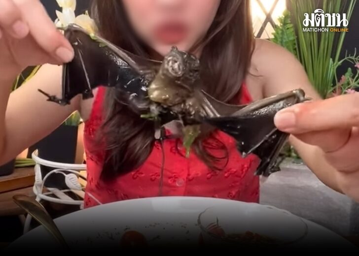 กินค้างคาว ผิดกม. สัตวแพทย์เตือน