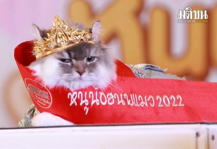ขนาดเว็บ55465454