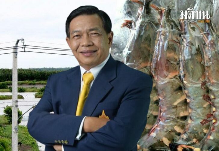 ขนาดเว็บกุ้งไทย024