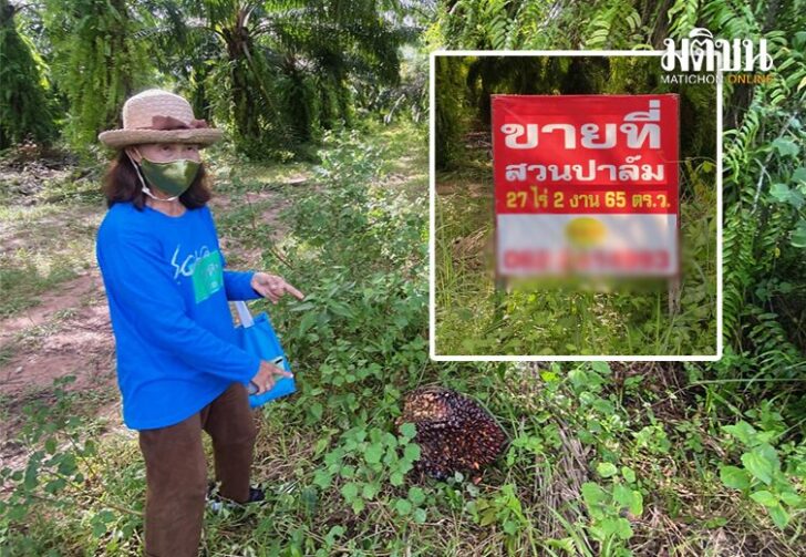 ขนาดเว็บขายทิ้ง66