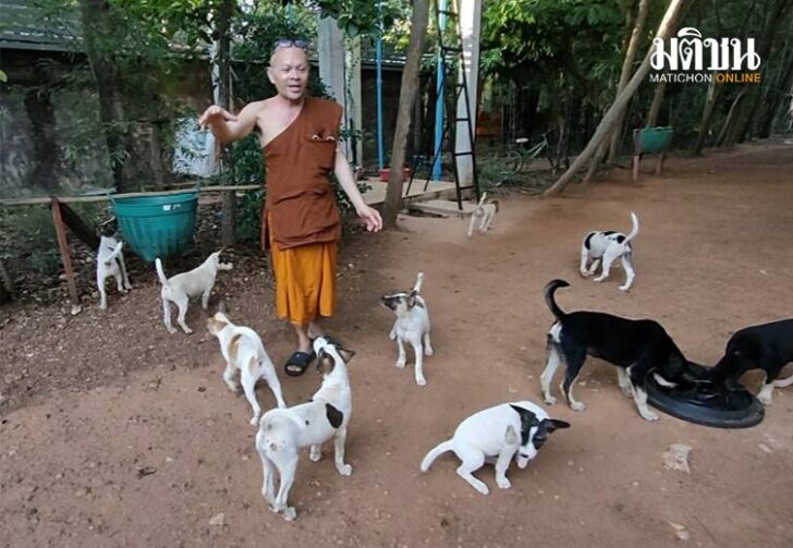 ขนาดเว็บสุนัข5548