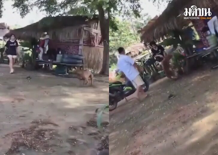 หมา2