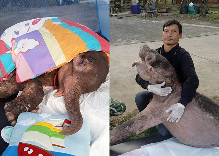 ธันวา' ลูกช้างป่าพลัดหลง ล้มแล้ว เอฟซีส่งแรงใจฮึดสู้ แต่ร่างกายไม่ไหว