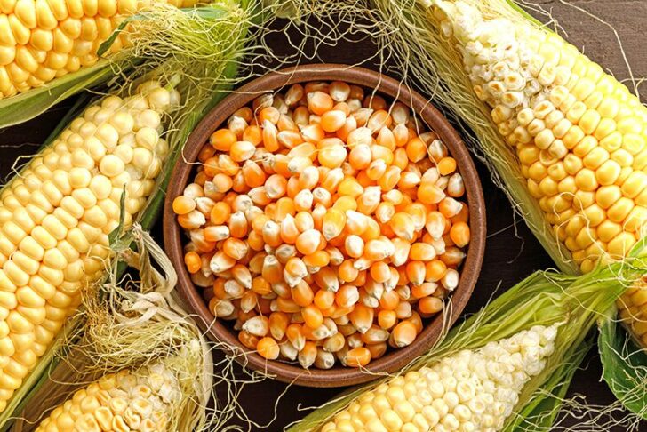 Corn and grains in a clay plate on wooden background, flat lay.