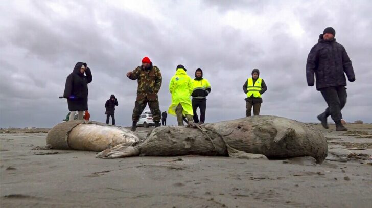 ADDITION Russia Dead Seals