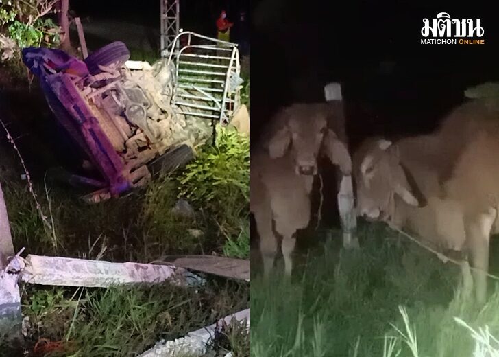 รถบรรทุกวัวโดนชนท้าย
