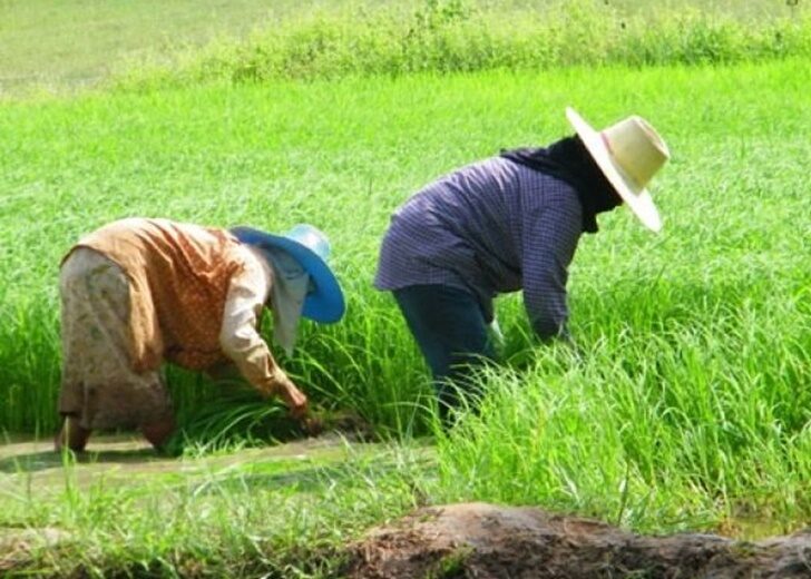 เกษตรกรฃ