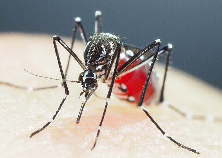 JAPAN-VIRUS-DISEASE-RESEARCH-MOSQUITO